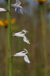 Florida lobelia